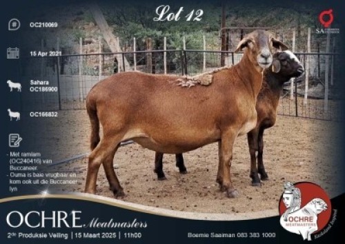 1X MEATMASTER EWE Ochre Meatmasters