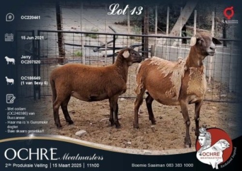 1X MEATMASTER EWE Ochre Meatmasters