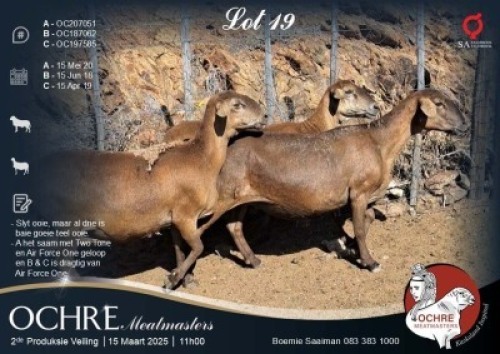 3X MEATMASTER EWE Ochre Meatmasters (Per animal to take the lot)