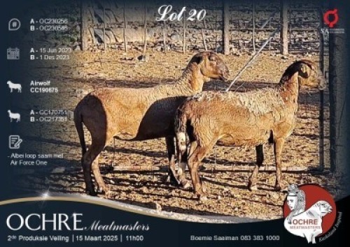 2X MEATMASTER EWE Ochre Meatmasters (Per animal to take the lot)