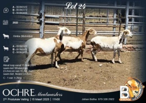3X MEATMASTER EWE Bobumga Meatmasters (Per animal to take the lot)