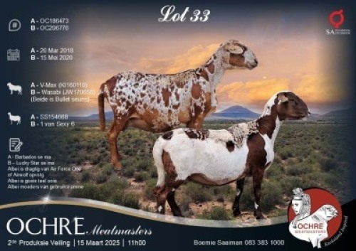 2X MEATMASTER EWE Ochre Meatmasters (Per animal to take the lot)