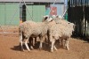 LOT 25 6 X MEATMASTER OOIE (PER STUK OM LOT TE NEEM) - 2