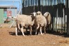 LOT 25 6 X MEATMASTER OOIE (PER STUK OM LOT TE NEEM) - 3