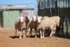 LOT 25 6 X MEATMASTER OOIE (PER STUK OM LOT TE NEEM) - 6