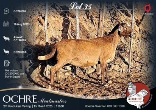 1X MEATMASTER EWE Ochre Meatmasters