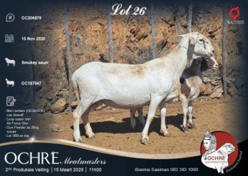 1X MEATMASTER EWE Ochre Meatmasters