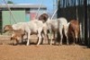 LOT 26 5 X MEATMASTER OOIE (PER STUK OM LOT TE NEEM) - 4