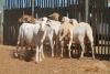 LOT 28 7 X MEATMASTER OOIE (PER STUK OM LOT TE NEEM) - 3