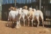 LOT 28 7 X MEATMASTER OOIE (PER STUK OM LOT TE NEEM) - 3