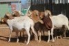 LOT 28 7 X MEATMASTER OOIE (PER STUK OM LOT TE NEEM) - 5