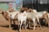 LOT 28 7 X MEATMASTER OOIE (PER STUK OM LOT TE NEEM) - 6