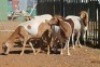 LOT 28 7 X MEATMASTER OOIE (PER STUK OM LOT TE NEEM) - 7