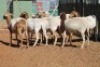 LOT 28 7 X MEATMASTER OOIE (PER STUK OM LOT TE NEEM) - 8
