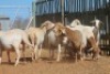 LOT 30 7 X MEATMASTER OOIE (PER STUK OM LOT TE NEEM) - 2