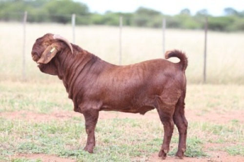1X KALAHARI RED FLOCK 481011 BUCK Anton & Rickus Bothma Kalahari Red Stoet