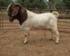 WITHDRAWN - 1X BOER GOAT BUCK Voorbok