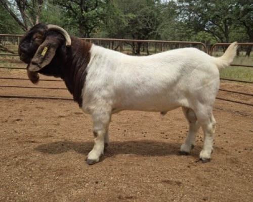 1X BOER GOAT FLOCK 481158 BUCK Voorbok