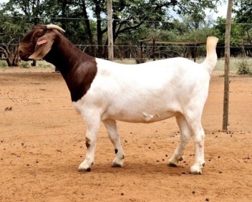 1X BOER GOAT PREGNANT FLOCK ON COLOUR 481130 DOE Voorbok