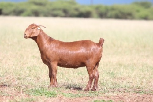 1X KALAHARI RED STUD 39471 DOE Anton & Rickus Bothma Kalahari Red Stoet