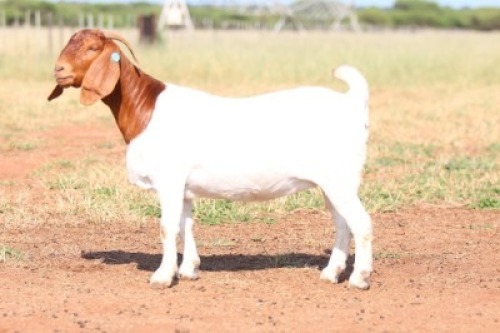 WITHDRAWN - 1X BOER GOAT DOE Anton & Rickus Bothma Kalahari Red Stoet