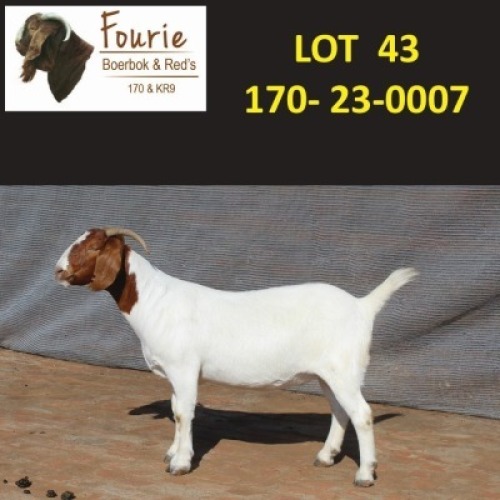 1X BOER GOAT STUD 2179 DOE Fourie Boerbokstoet