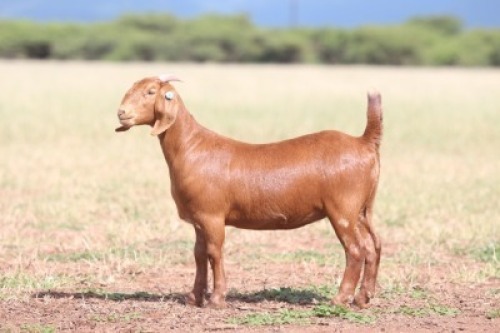 1X KALAHARI RED PREGNANT STUD 39473 DOE Anton & Rickus Bothma Kalahari Red Stoet