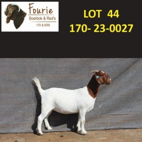 1X BOER GOAT FLOCK 2175 DOE Fourie Boerbokstoet