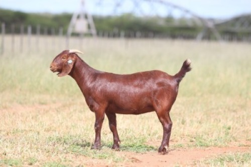 1X KALAHARI RED PREGNANT STUD 39469 DOE Anton & Rickus Bothma Kalahari Red Stoet