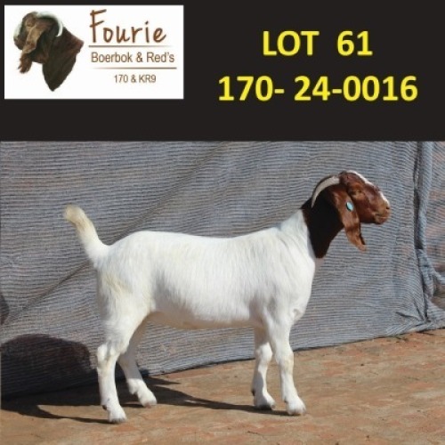 1X BOER GOAT STUD 2185 DOE Fourie Boerbokstoet