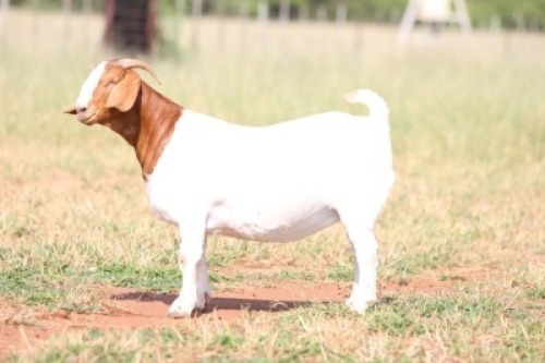 1X BOER GOAT FLOCK 481155 DOE Anton & Rickus Bothma Kalahari Red Stoet