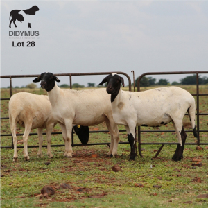LOT 28 3X MEATMASTER DIDYMUS MEATMASTERS CHRISTOF GROBLER : 0837812076