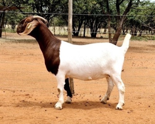 1X BOER GOAT FLOCK ON COLOUR 481122 DOE Voorbok