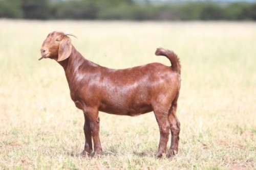 1X KALAHARI RED PREGNANT FLOCK 481141 DOE Anton & Rickus Bothma Kalahari Red Stoet