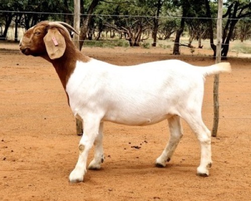 1X BOER GOAT FLOCK 481578 DOE Voorbok