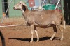 LOT 29 1 X MEATMASTER OOI - 3