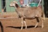 LOT 29 1 X MEATMASTER OOI - 3