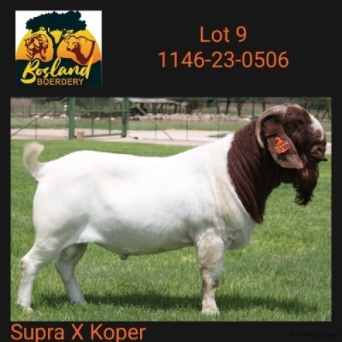 1X BOER GOAT STUD 39347 BUCK Bosland Boerdery