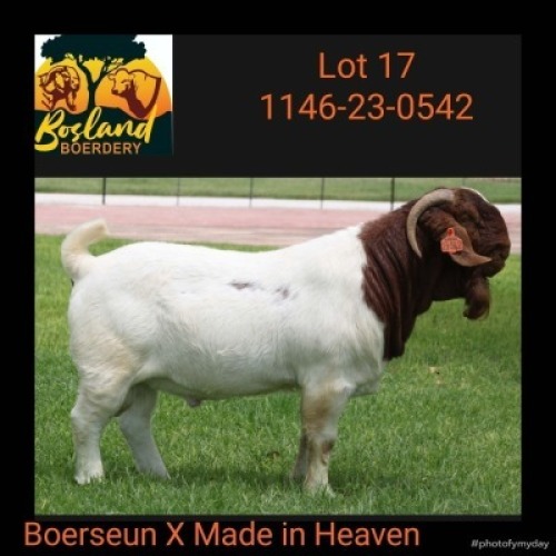 1X BOER GOAT STUD 48132 BUCK Bosland Boerdery