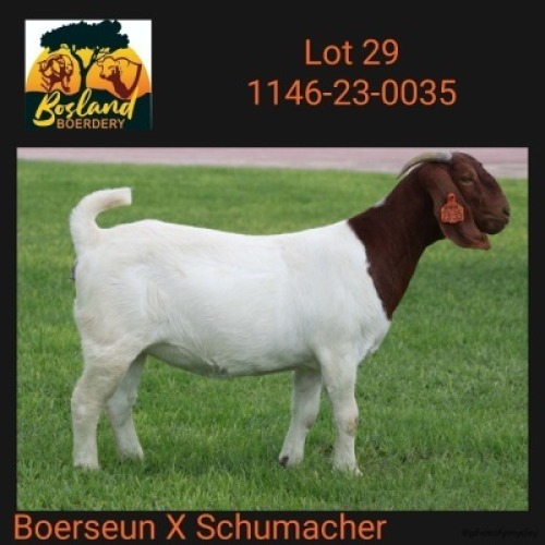 1X BOER GOAT FLOCK 481564 DOE Bosland Boerdery