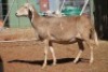 LOT 29 1 X MEATMASTER OOI - 4
