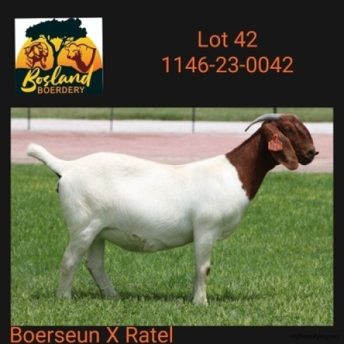 1X BOER GOAT PREGNANT STUD 39354 DOE Bosland Boerdery