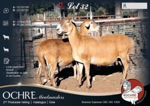 2X MEATMASTER EWE Ochre Meatmasters (Per animal to take the lot)
