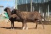 LOT 31 2 X MEATMASTER OOIE (PER STUK OM LOT TE NEEM) - 4