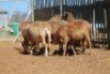 LOT 32 6 X MEATMASTER OOIE (PER STUK OM LOT TE NEEM) - 7