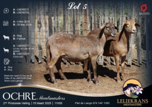 2X MEATMASTER EWE Leliekrans Meatmasters (Per animal to take the lot)