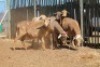 LOT 32 6 X MEATMASTER OOIE (PER STUK OM LOT TE NEEM) - 8