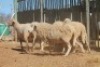 LOT 33 6 X MEATMASTER OOIE (PER STUK OM LOT TE NEEM) - 2