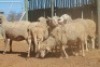 LOT 33 6 X MEATMASTER OOIE (PER STUK OM LOT TE NEEM) - 3