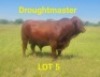 LOT 5 1X Drought Master Bull Braam